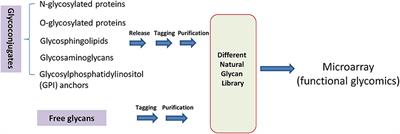 Preparation of Complex Glycans From Natural Sources for Functional Study